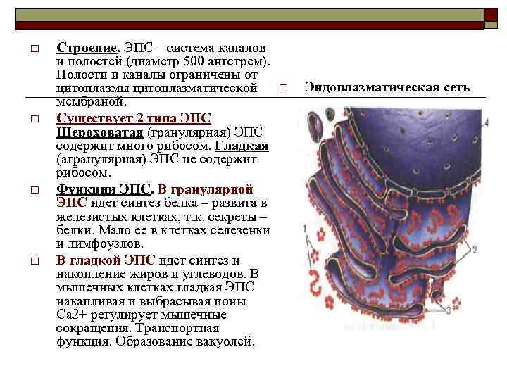 § 13. одномембранные органоиды: эндоплазматическая сеть