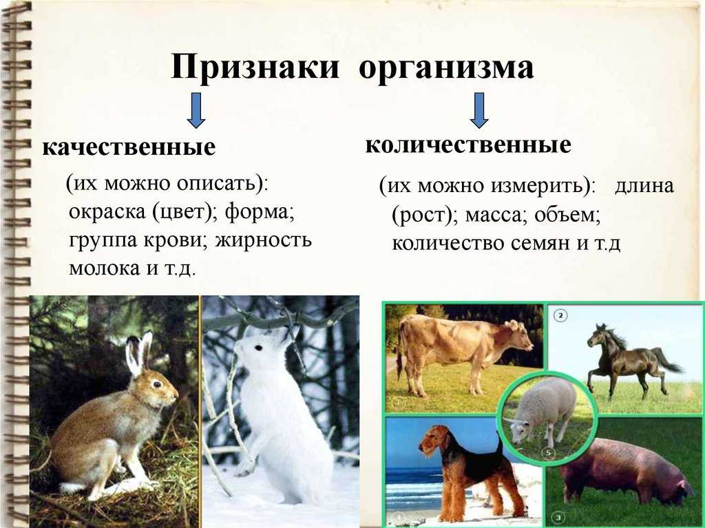 Признак количественный - определение термина