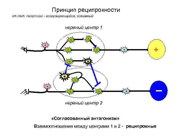 Что такое реципрокные изменения?