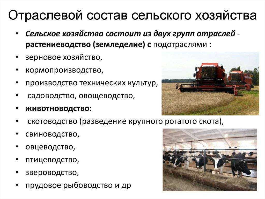 От чего зависит специализация сельского хозяйства 9 класс кратко