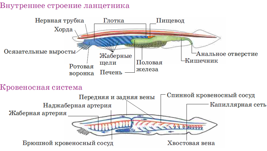 Ланцетник - низшее хордовое животное — гипермаркет знаний