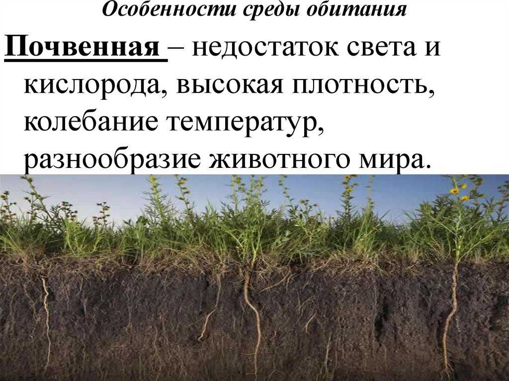 Почва как среда жизни эдафобионтов (педобионтов)