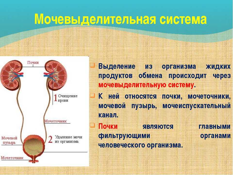 Презентация на тему: "кафедра нормальной физиологии красгма физиология выделения. физиология почек и водно-солевого обмена.". скачать бесплатно и без регистрации.