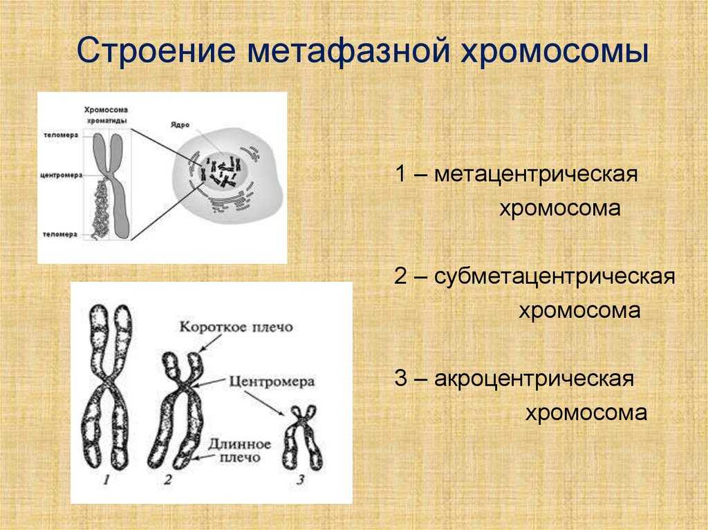Строение хромосом и динамика ее структур в клеточном цикле