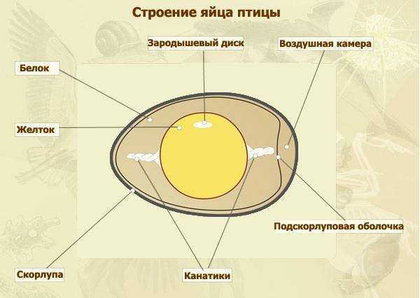 Пищевой и химический состав куриного яйца