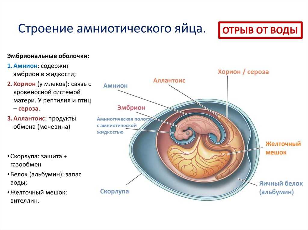 Стадия образования трех зародышевых листков называется. зародышевые листки: их виды и особенности строения. развитие зародышевых листков и основных систем на примере ланцетника