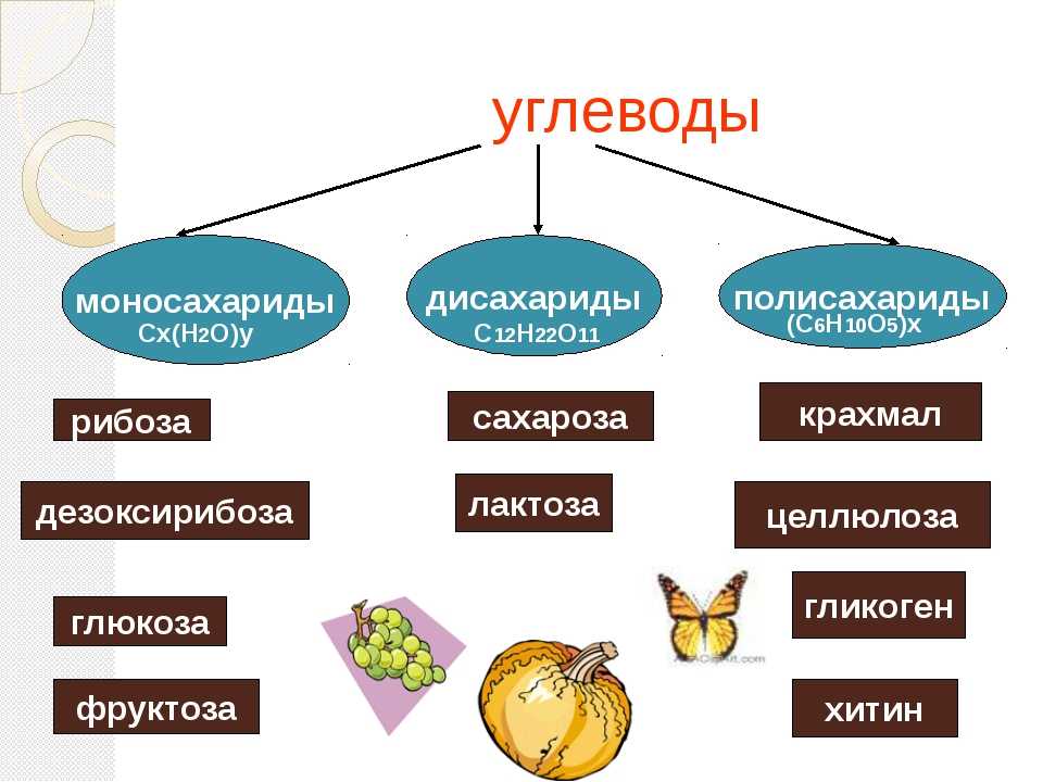 Углеводы (моносахариды, дисахариды, полисахариды).