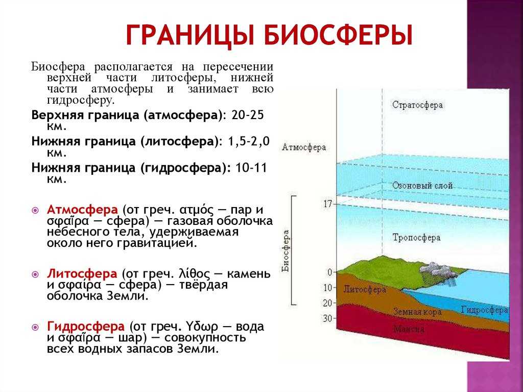 Свойства и функции биосферы
