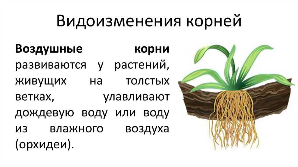 Рост корня, его видоизменения и значение