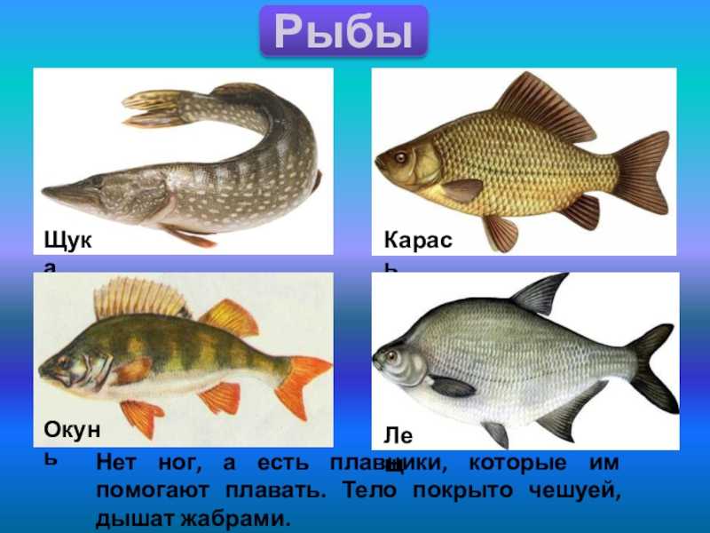 Схема классификации рыб по разным признакам