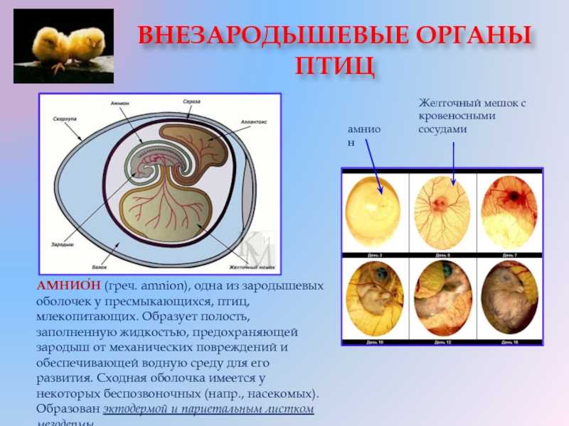 Органы зародыша обеспечивающие его связь с окружающей средой называется