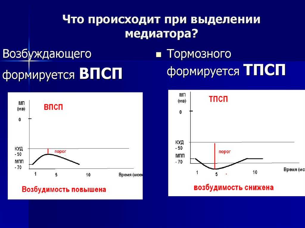 Тормозной постсинаптический потенциал. пресинаптическое торможение