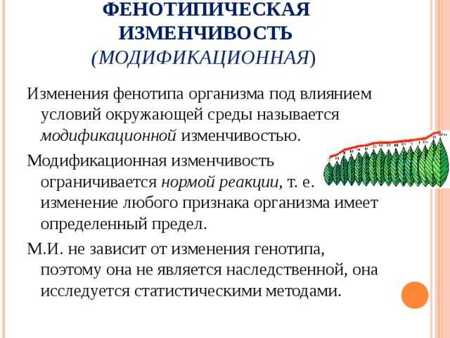 Проявление фенотипической изменчивости — что является основой
