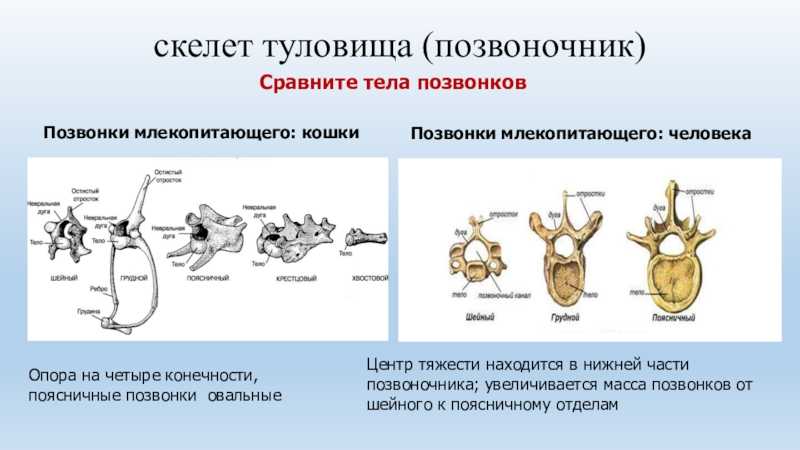 Сходство и различия в строении скелета человека и животных