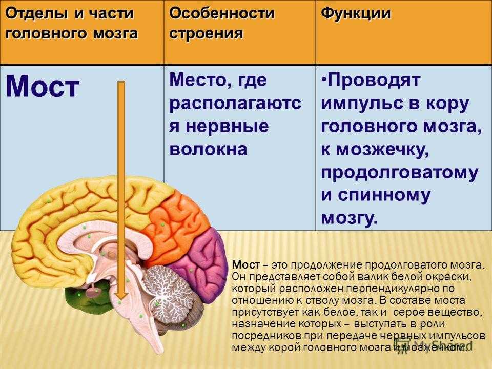 Головной мозг: отделы, строение и функции
