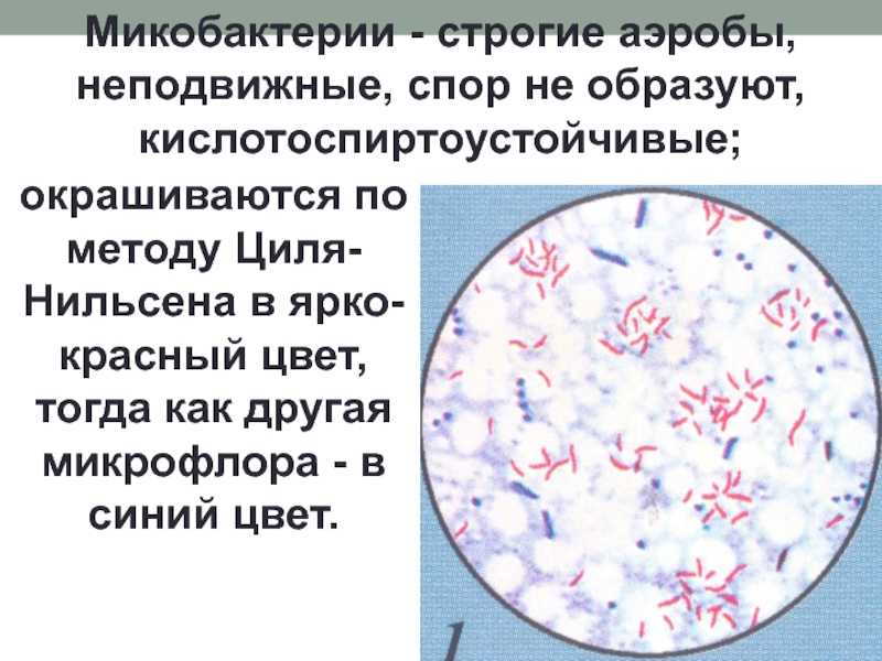Диагностика микобактериозов (туберкулеза) птиц. анализы.