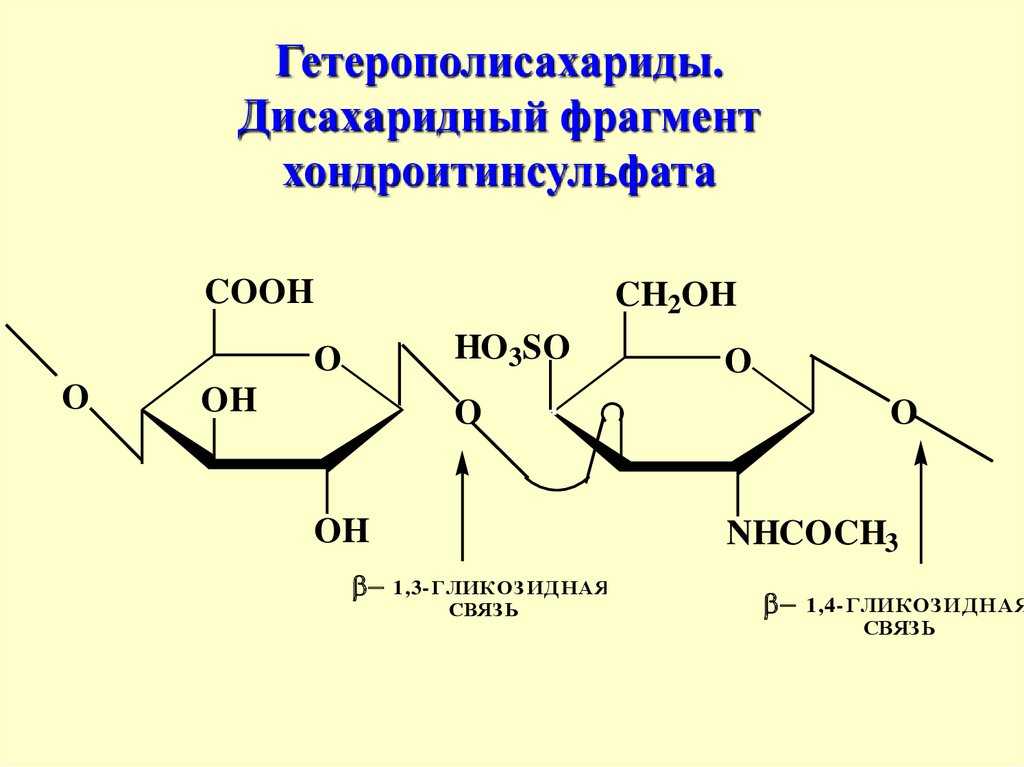 Гетерополисахариды: характеристика, строение, функции