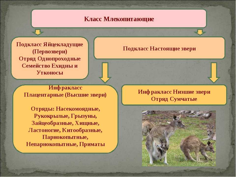 Надкласс настоящие звери  доклад, проект