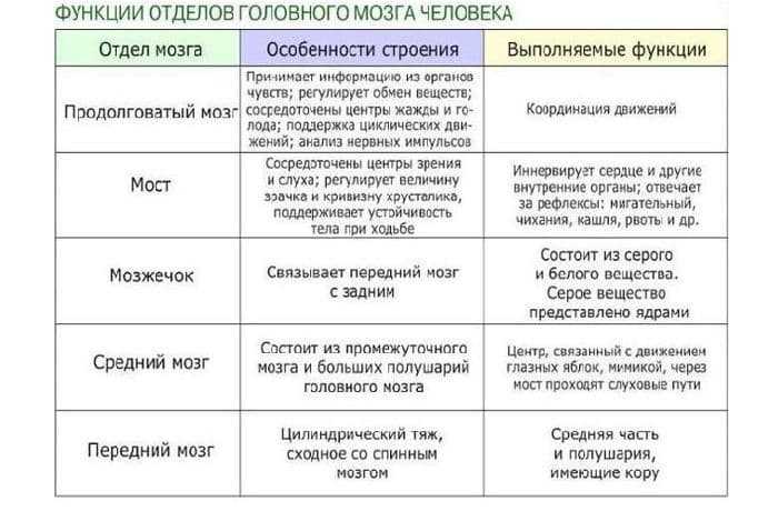 Головной мозг: строение и функции отделов, структура полушарий по таблицам из биологии для 8 класса
