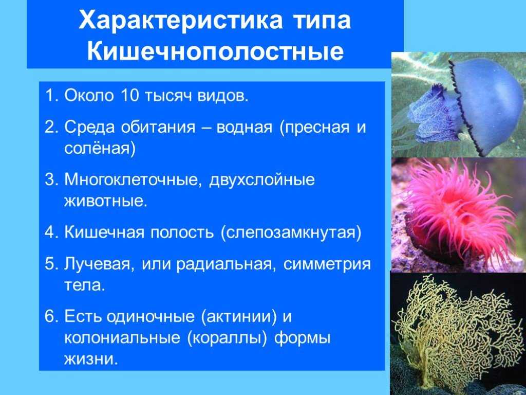 Тип кишечнополостные (coelenterata)