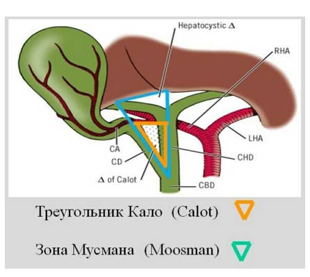 Анатомия желчных путей - анатомия