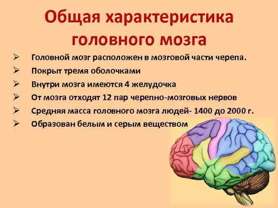 Какие отделы головного мозга выделяют