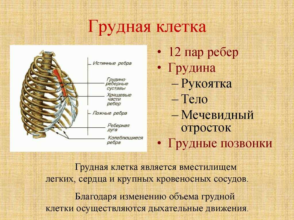 Грудная клетка - анатомо-лексикон
