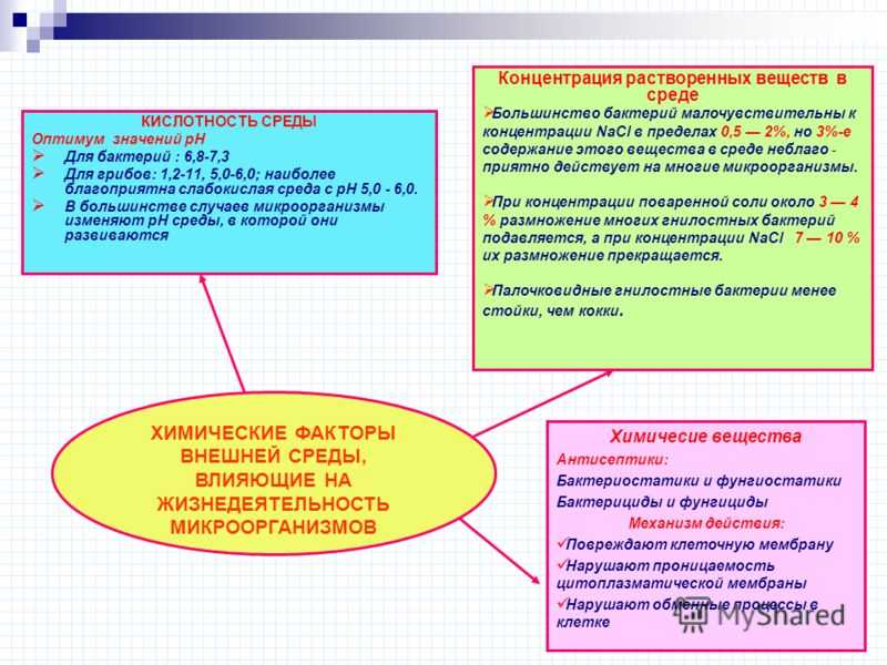 Презентация на тему влияние факторов внешней среды на микроорганизмы