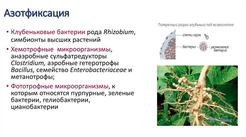 Разница между нитрифицирующими и денитрифицирующими бактериями | сравните разницу между похожими терминами - наука - 2023