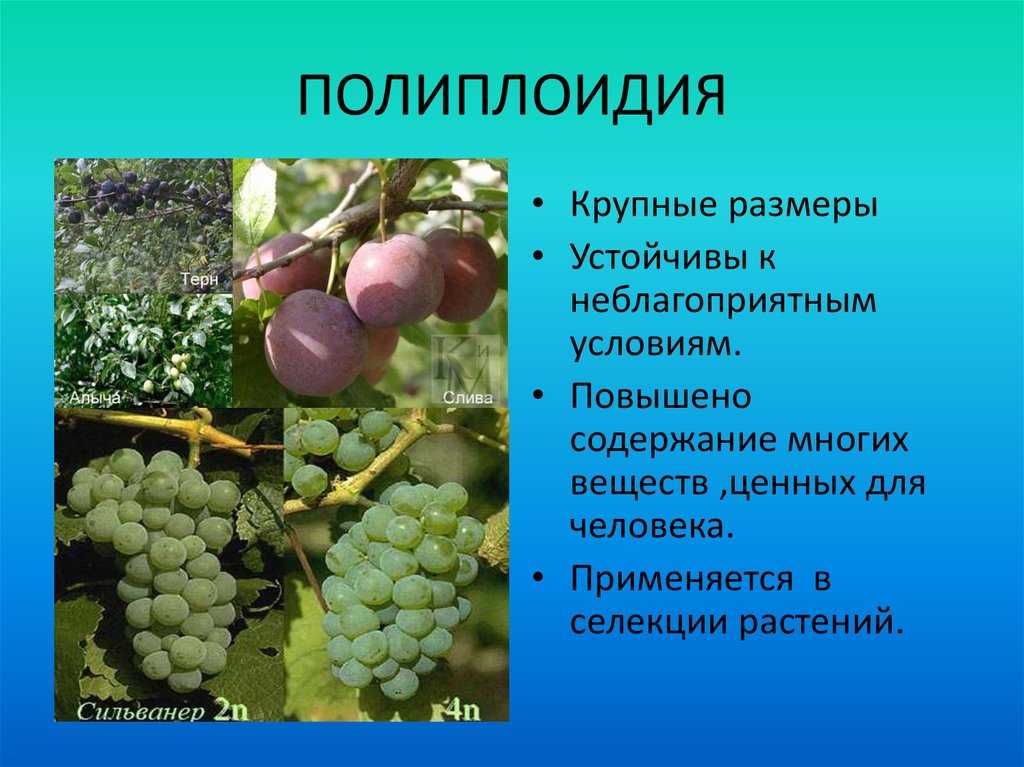 Что такое полиплоидия, ее значение и роль в образовании видов