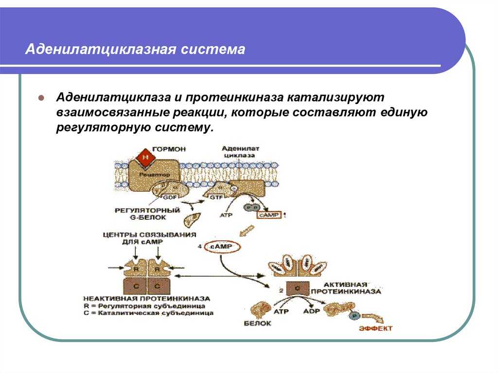 Аденилатциклазная система