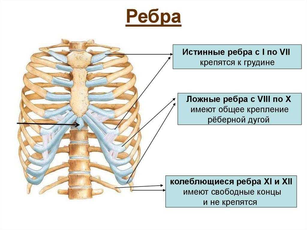 Хорошо ли иметь широкую грудную клетку