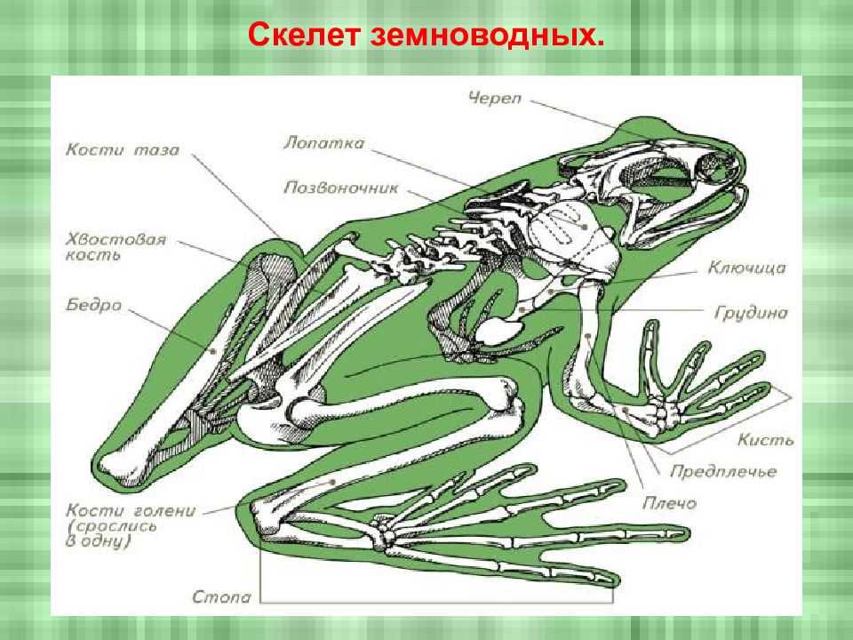 Биология