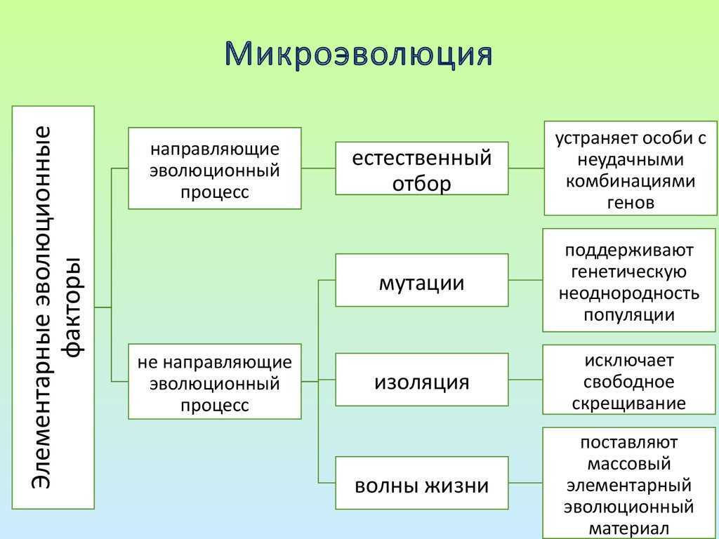 Мутационный процесс — первый поставщик эволюционного материала