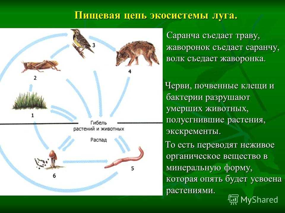 Продуктивность экосистемы