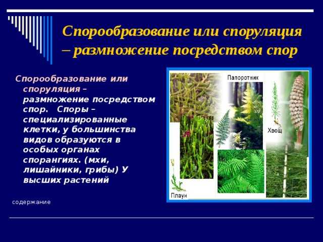 Спорообразующие бактерии: кто к ним относится, примеры с фото