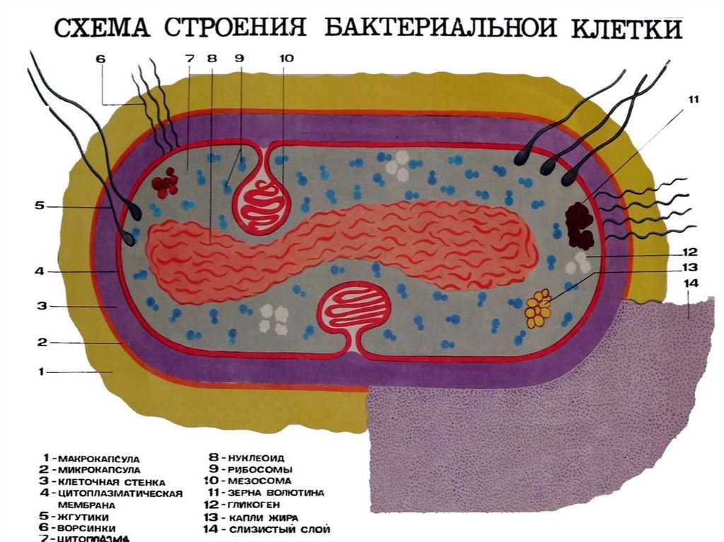 Строение бактериальной клетки под микроскопом, особенности и функции