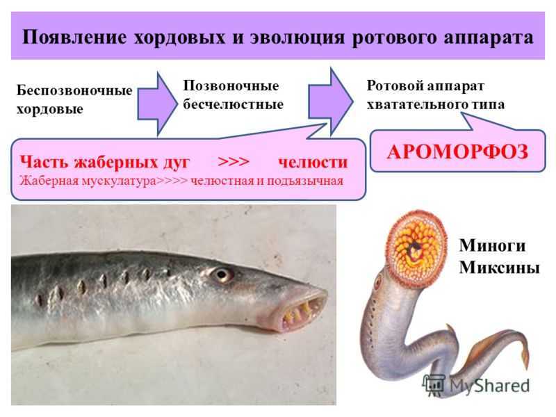 6.1.2. миксины и миноги