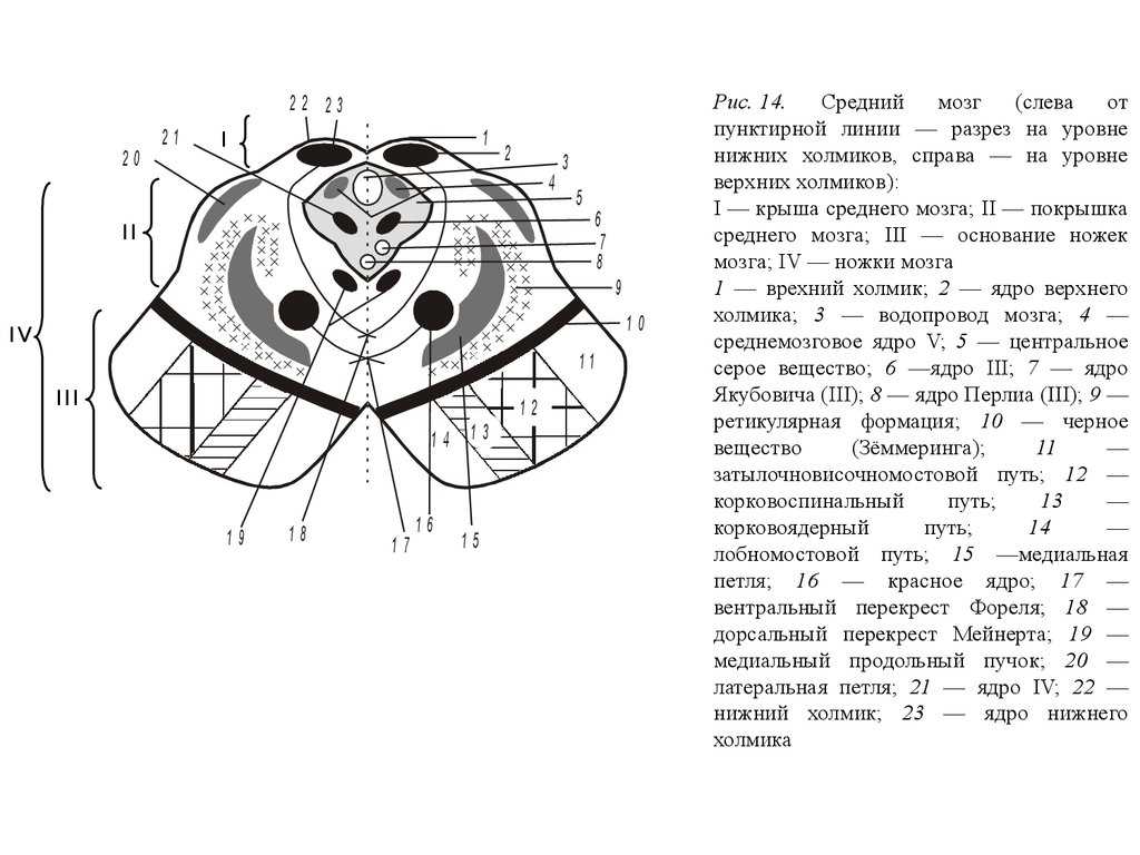 Корково-ядерный путь, tractus corticonuclearis (схема 11, 12)