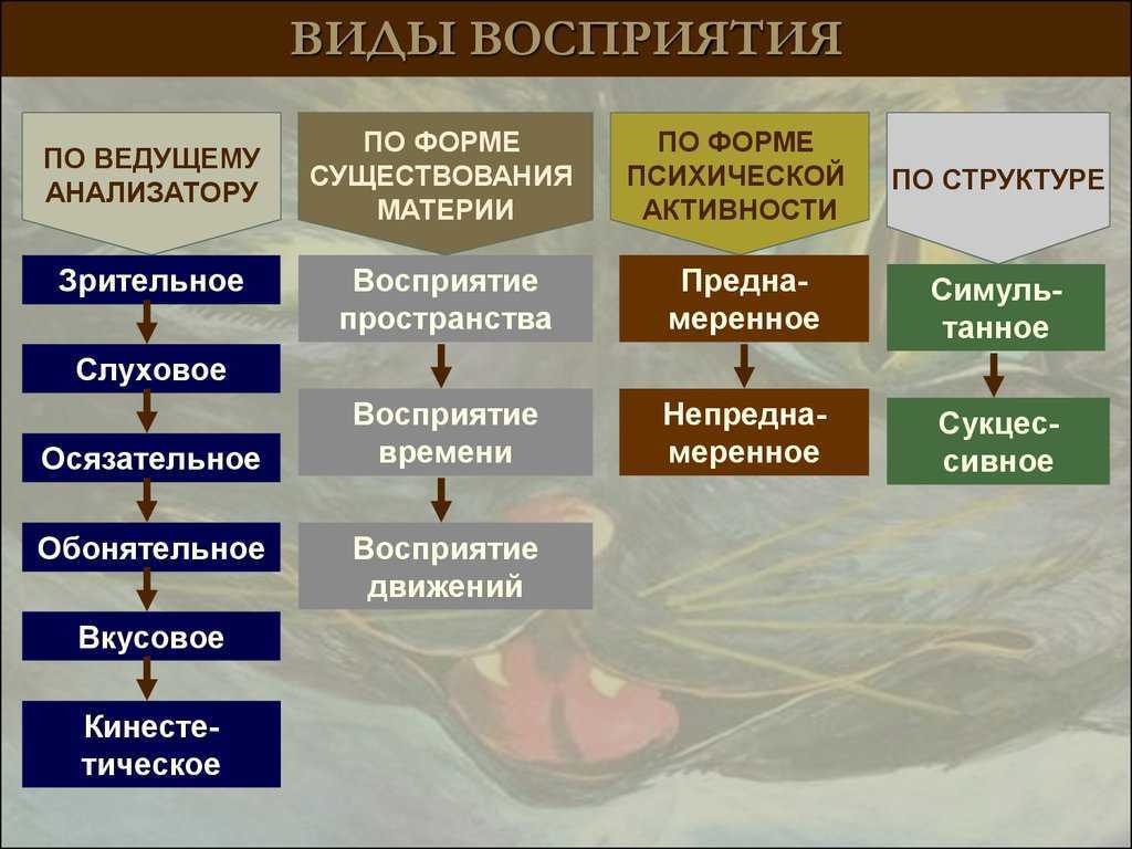 Что такое восприятие и какие свойства оно имеет?