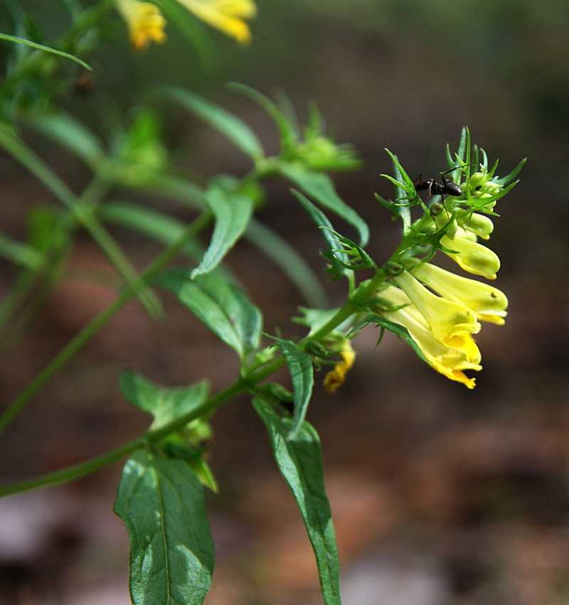 Семейство scrophulariaceae описание таксона