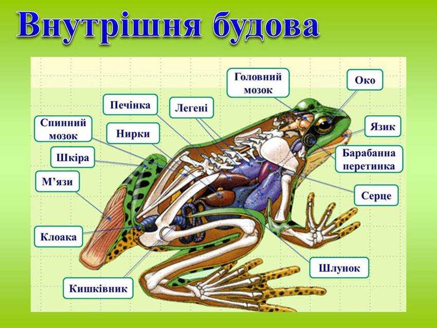 Внутреннее строение лягушки